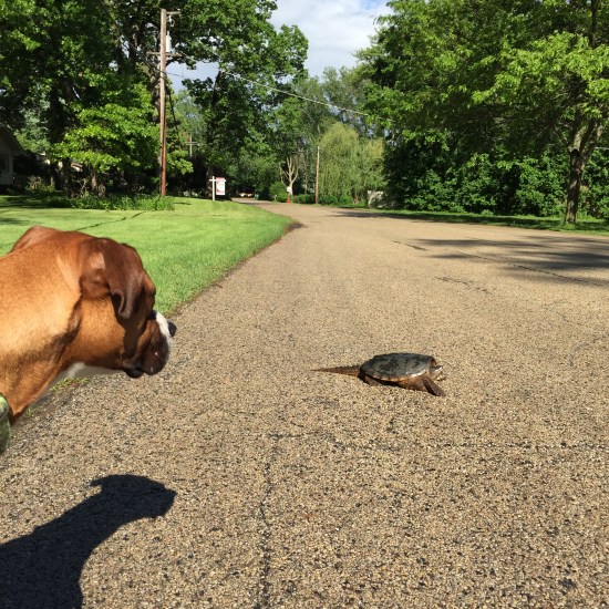 Hey, turtle. Want to be my best friend and go on adventures?