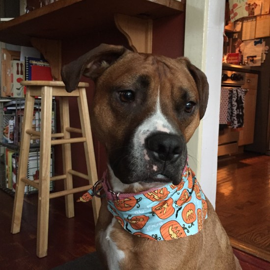 Roo in Halloween Bandana