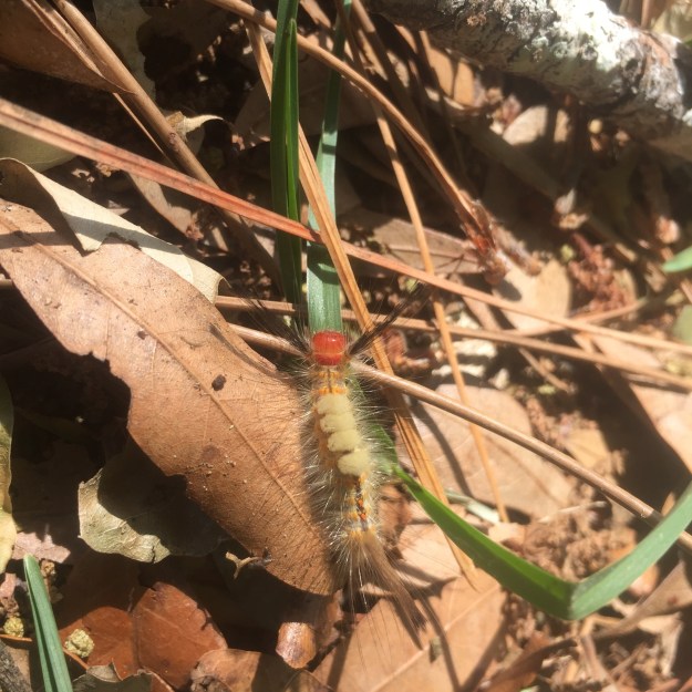 Caterpillar in Florida