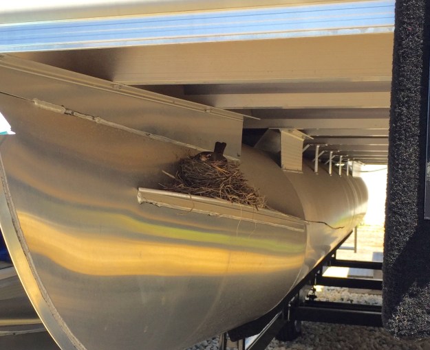 We almost convinced this bird to come with us, but she wanted a nice nest in San Diego instead. 